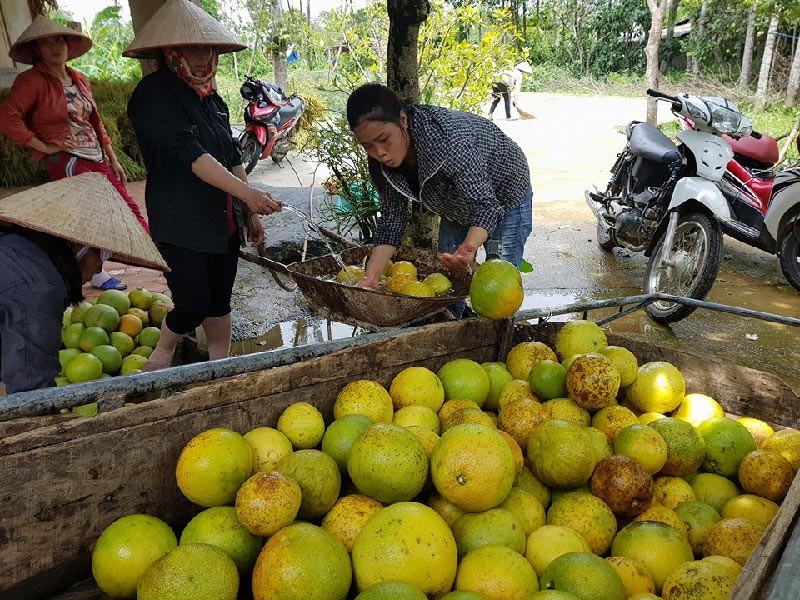 Hang van qua buoi Phuc Trach rung ta toi sau bao so 10